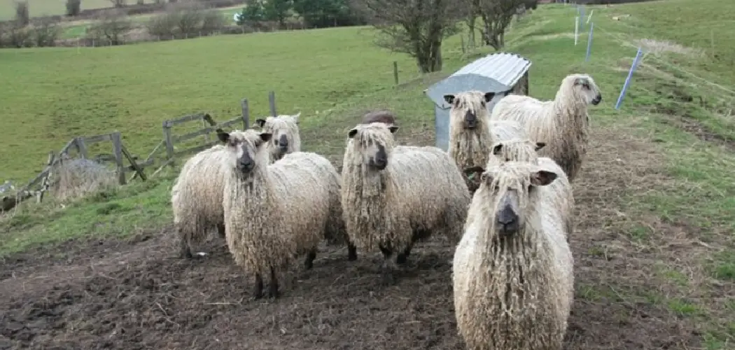 Teeswater Spiritual Meaning, Symbolism and Totem