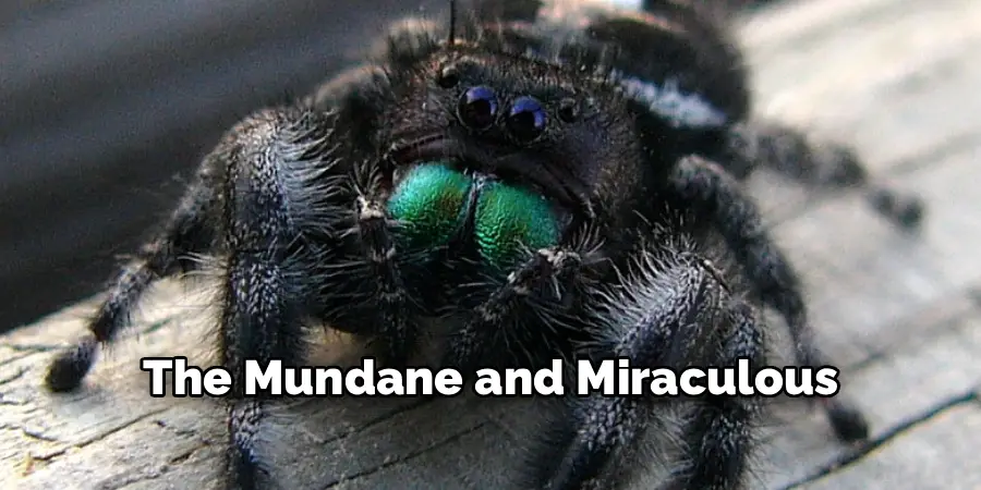 The Mundane and Miraculous