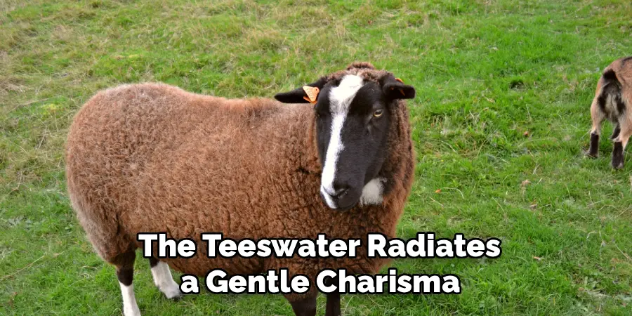  The Teeswater Radiates
 a Gentle Charisma