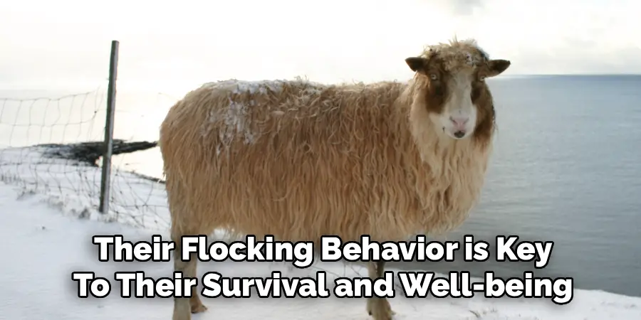  Their Flocking Behavior is Key 
To Their Survival and Well-being