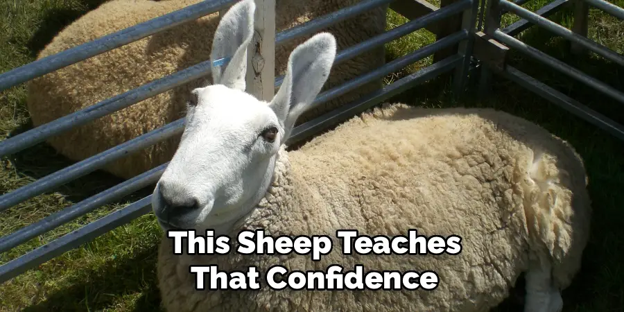 This Sheep Teaches
That Confidence