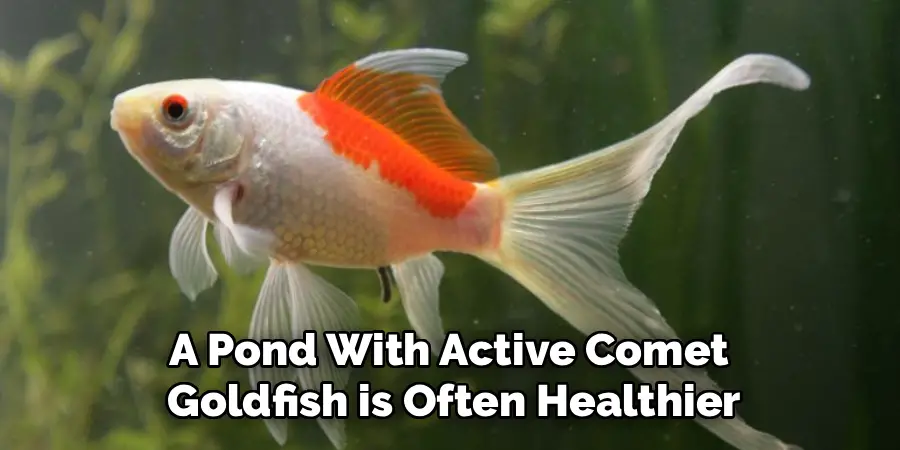 A Pond With Active Comet
Goldfish is Often Healthier