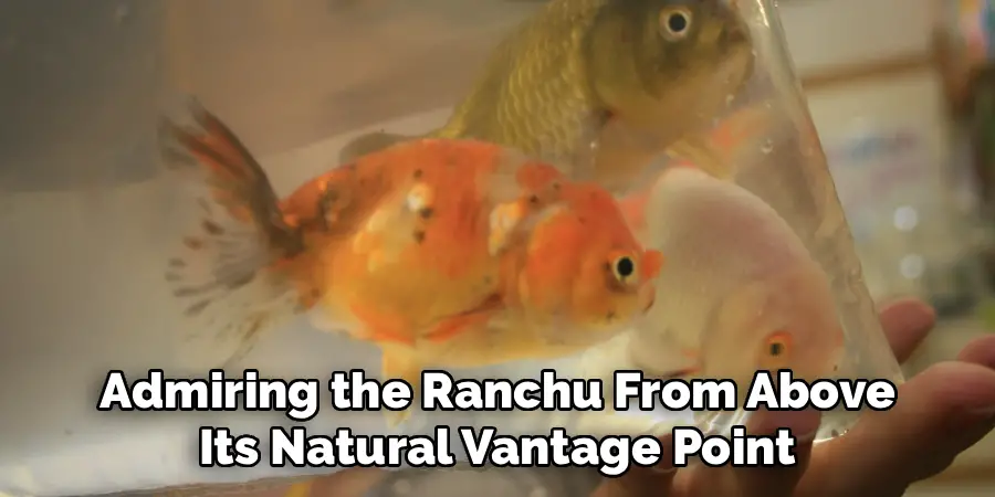 Admiring the Ranchu From Above
Its Natural Vantage Point