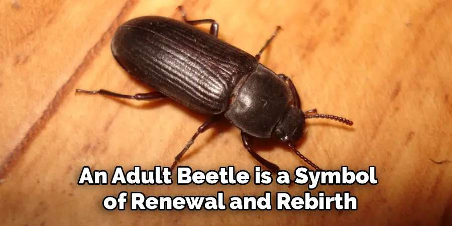 An Adult Beetle is a Symbol
 of Renewal and Rebirth