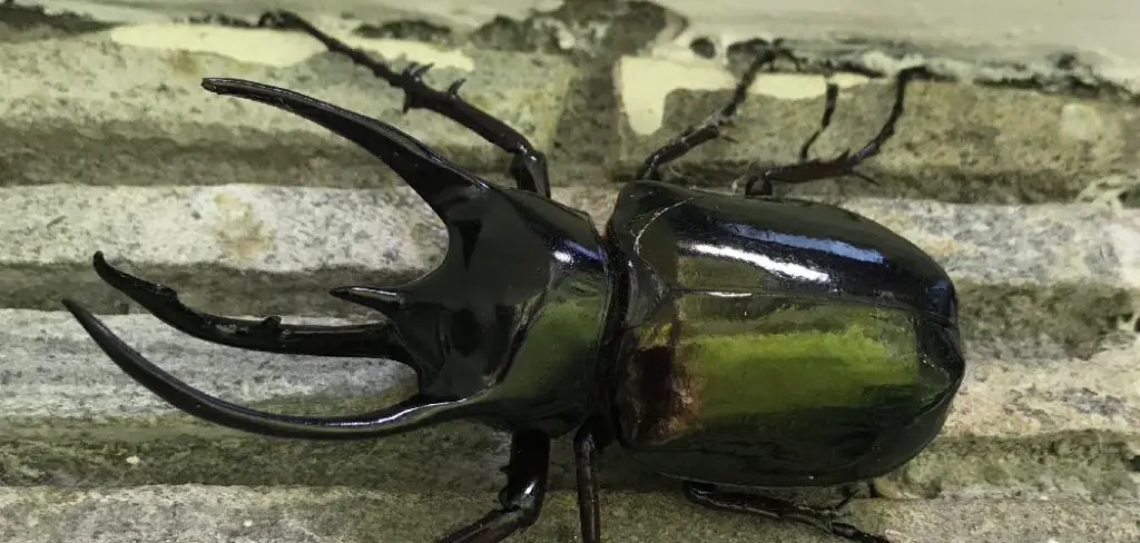 Atlas Beetle Spiritual Meaning, Symbolism and Totem