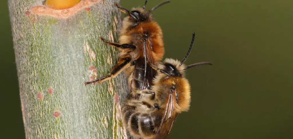 Bee Spiritual Meaning, Symbolism and Totem