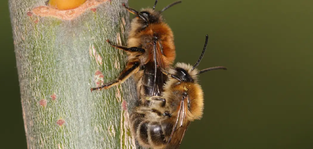 Bee Spiritual Meaning, Symbolism and Totem