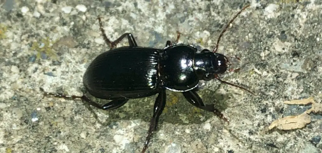 Black Ground Beetle Spiritual Meaning, Symbolism and Totem
