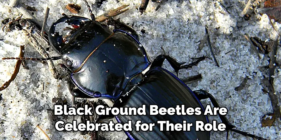 Black Ground Beetles Are
Celebrated for Their Role