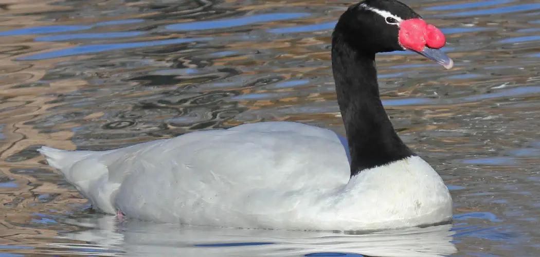 Black-Necked Swan Spiritual Meaning, Symbolism, and Totem