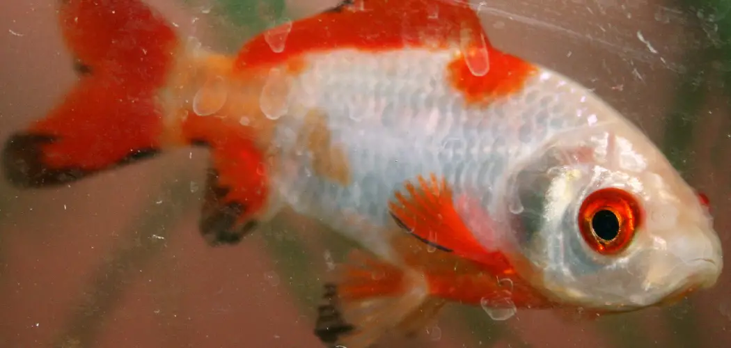 Comet Goldfish Spiritual Meaning, Symbolism and Totem