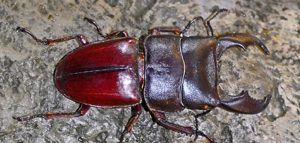 Dorcus Titanus Spiritual Meaning, Symbolism and Totem