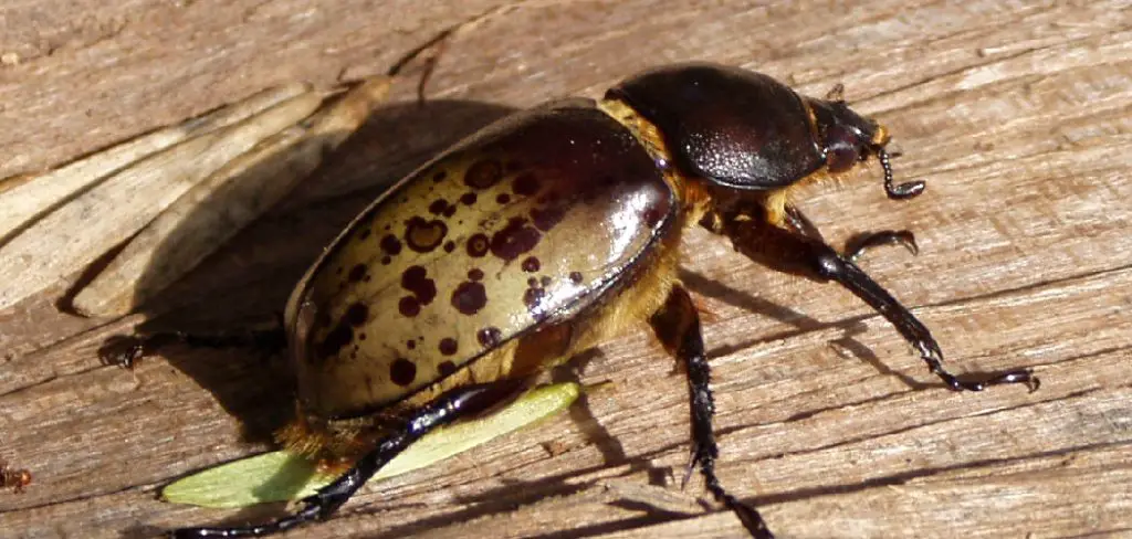 Dynastes Tityus Spiritual Meaning, Symbolism and Totem