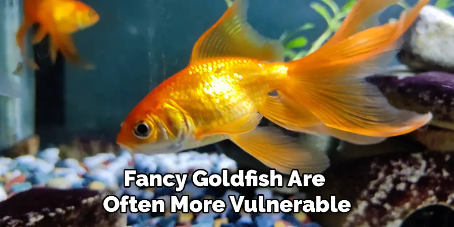Fancy Goldfish Are
Often More Vulnerable