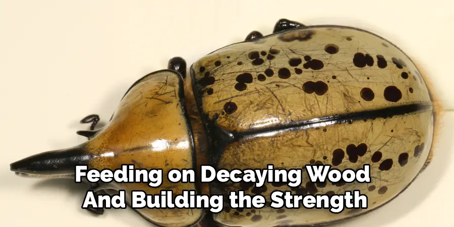 Feeding on Decaying Wood
And Building the Strength