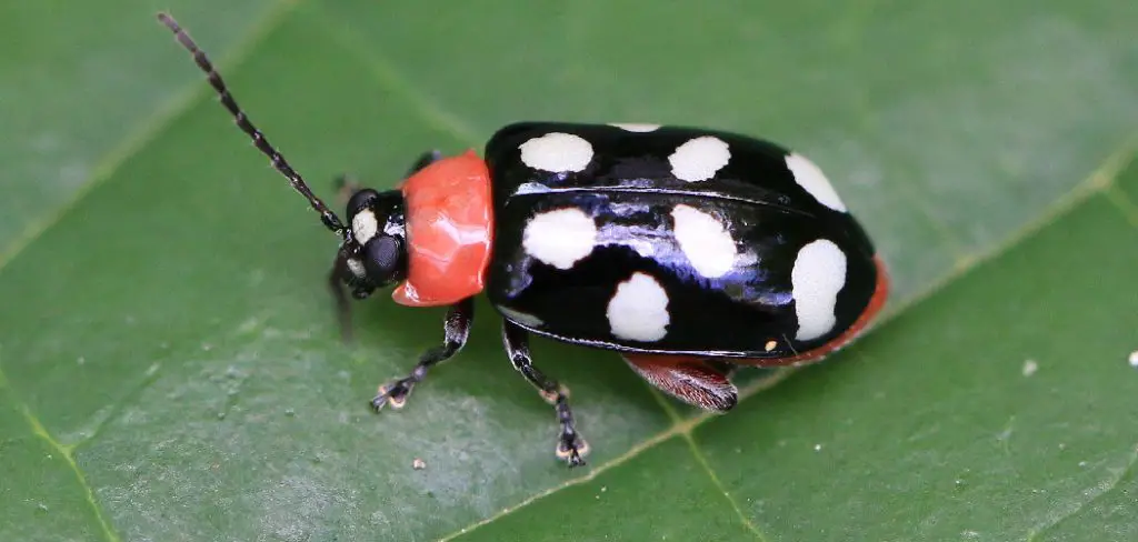 Flea Beetle Spiritual Meaning, Symbolism and Totem