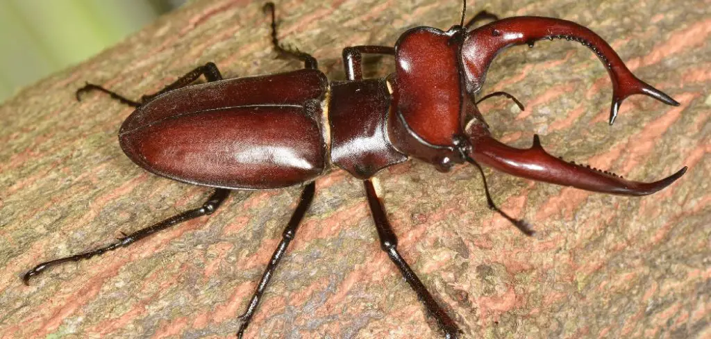 Giant Stag Beetle Spiritual Meaning, Symbolism and Totem