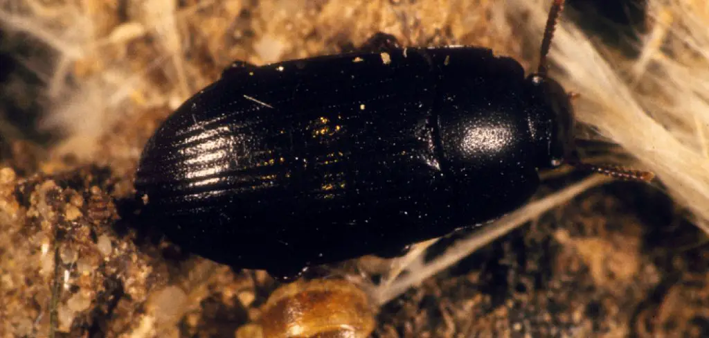 Mealworm Beetle Spiritual Meaning, Symbolism and Totem