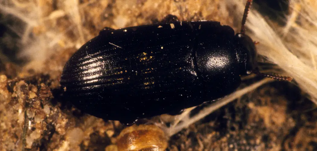 Mealworm Beetle Spiritual Meaning, Symbolism and Totem