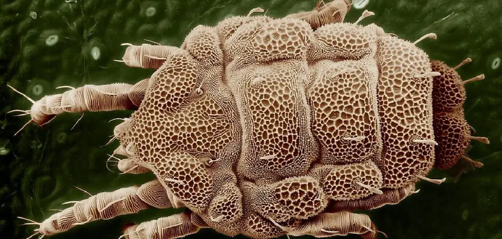 Mite Spiritual Meaning, Symbolism and Totem