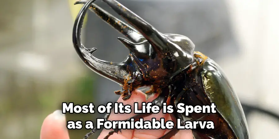 Most of Its Life is Spent
as a Formidable Larva