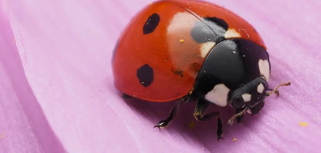 Pink Ladybug Spiritual Meaning, Symbolism and Totem