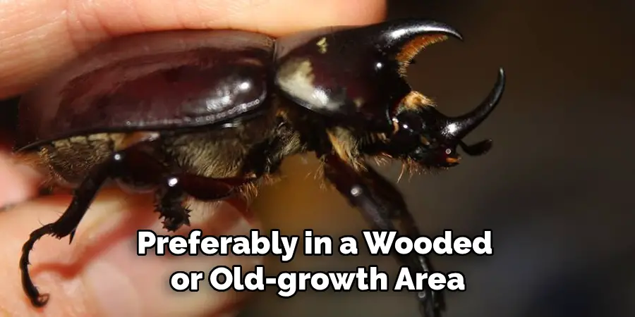 Preferably in a Wooded
or Old-growth Area