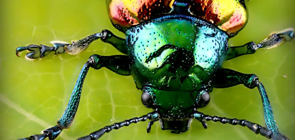 Rainbow Stag Beetle Spiritual Meaning, Symbolism and Totem