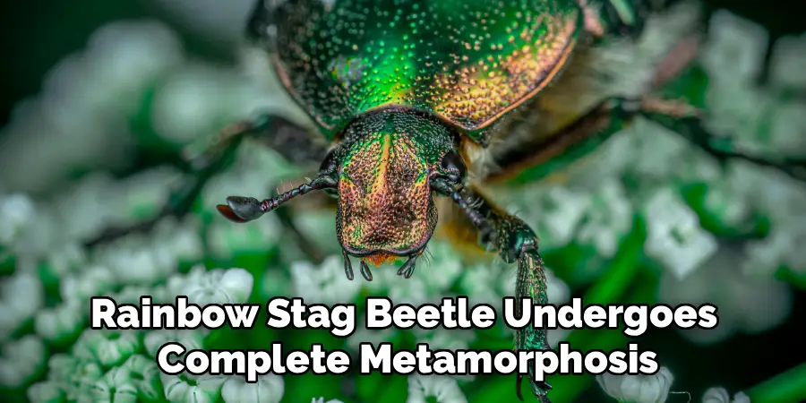 Rainbow Stag Beetle Undergoes
Complete Metamorphosis