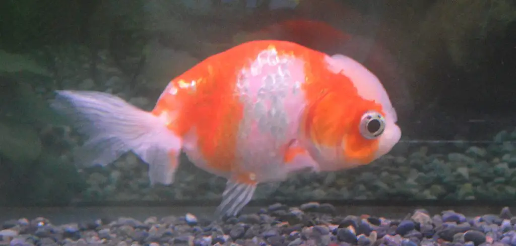 Ranchu Goldfish Spiritual Meaning, Symbolism, and Totem