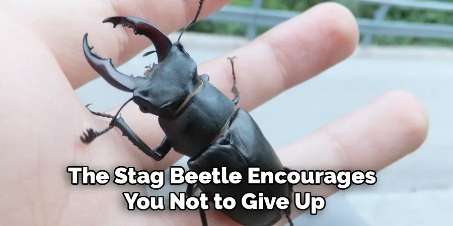 The Stag Beetle Encourages 
You Not to Give Up