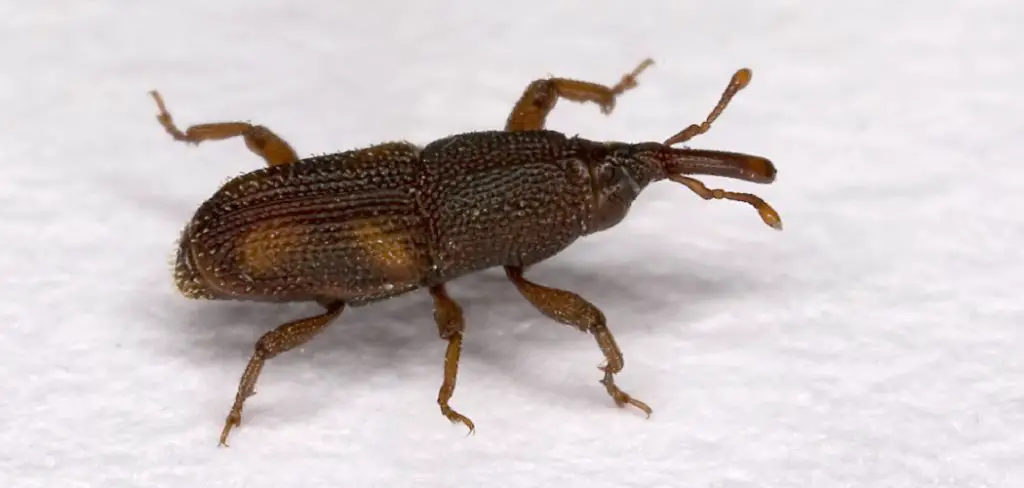 Rice Weevil Spiritual Meaning, Symbolism and Totem