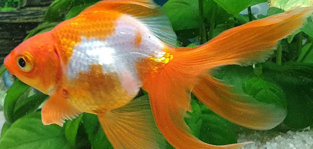 Ryukin Goldfish Spiritual Meaning, Symbolism and Totem