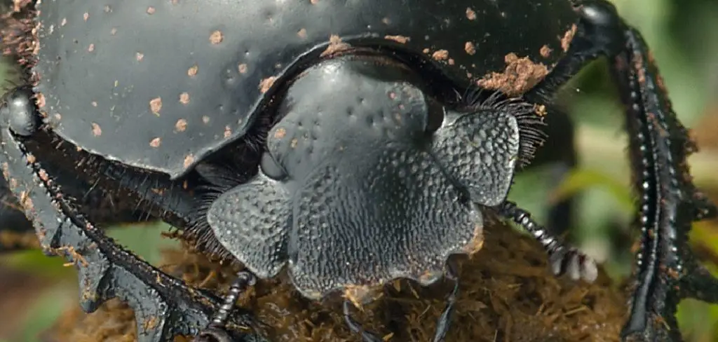 Sacred Scarab Spiritual Meaning, Symbolism and Totem