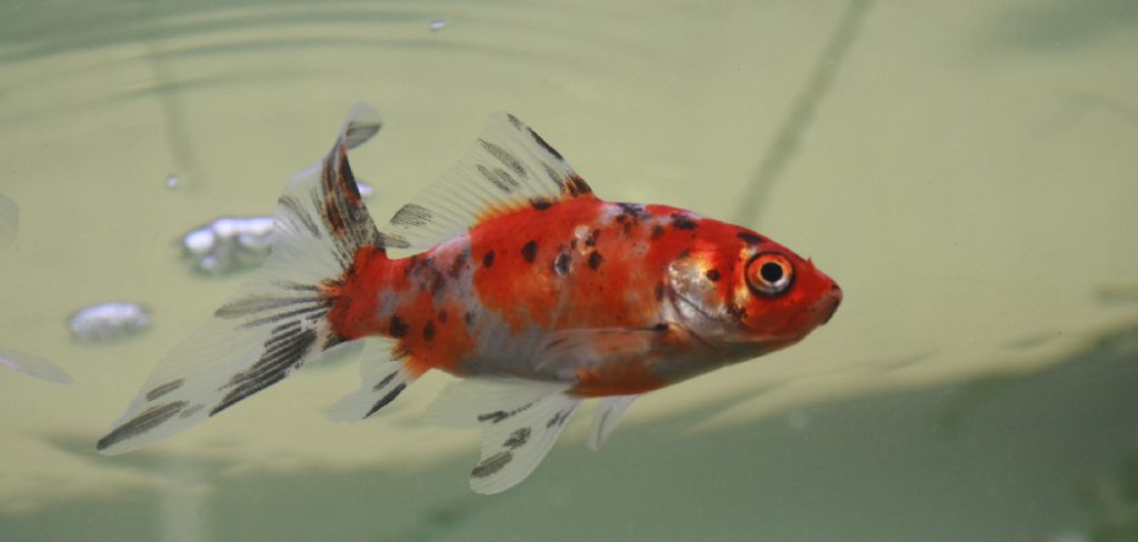 Shubunkin Goldfish Spiritual Meaning, Symbolism and Totem