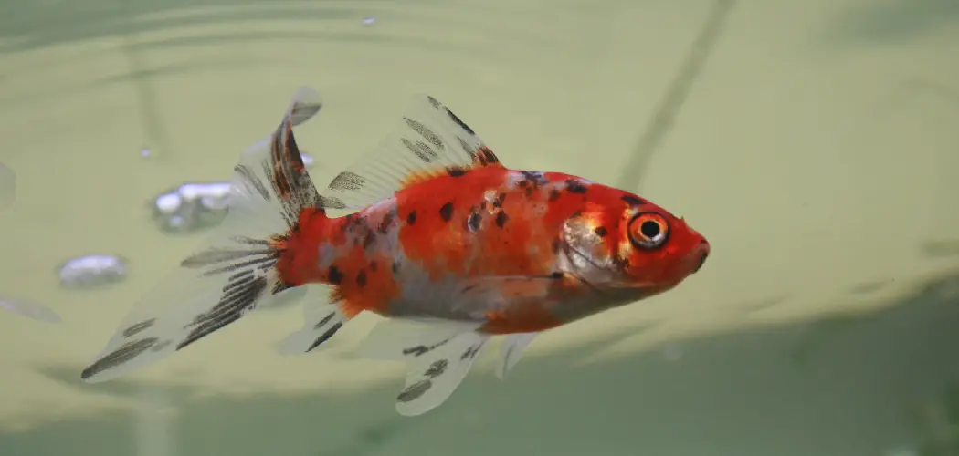 Shubunkin Goldfish Spiritual Meaning, Symbolism and Totem