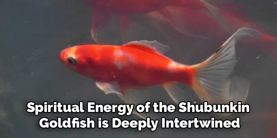 Spiritual Energy of the Shubunkin
Goldfish is Deeply Intertwined