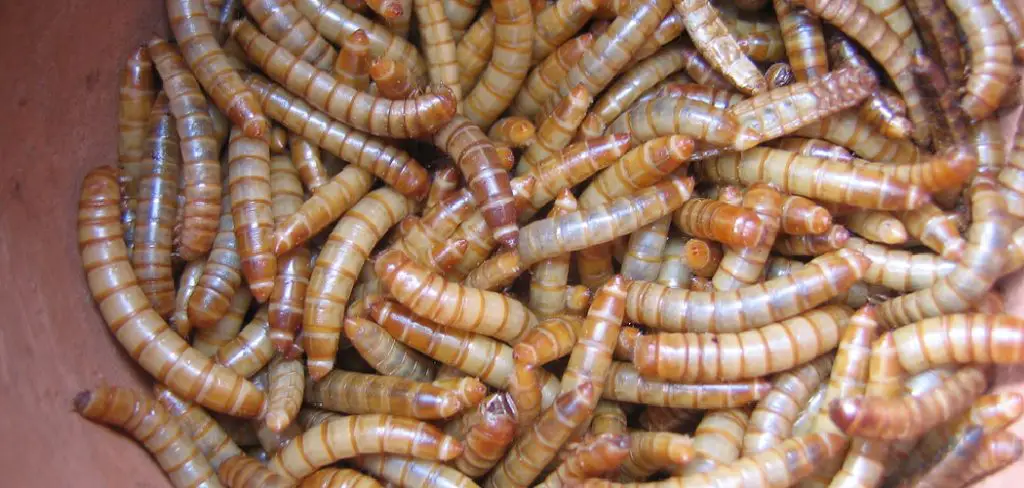 Superworm Beetle Spiritual Meaning, Symbolism and Totem