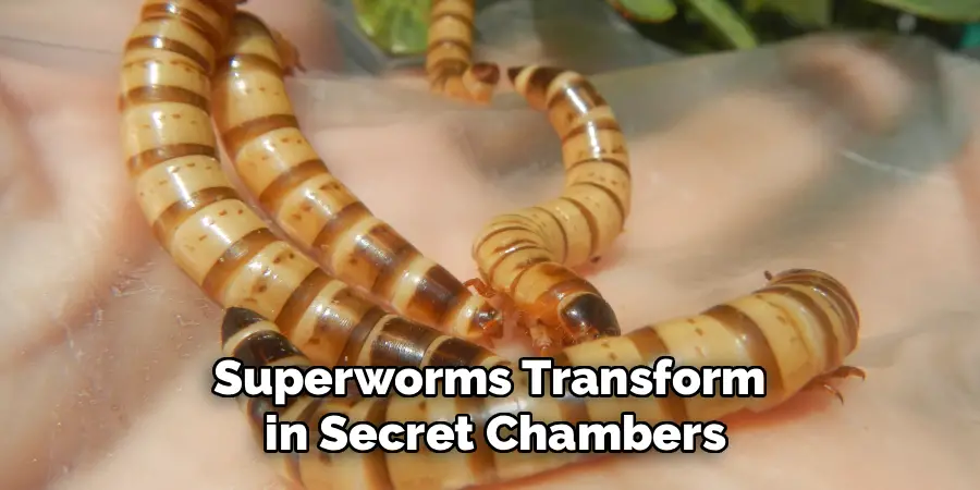 Superworms Transform
in Secret Chambers