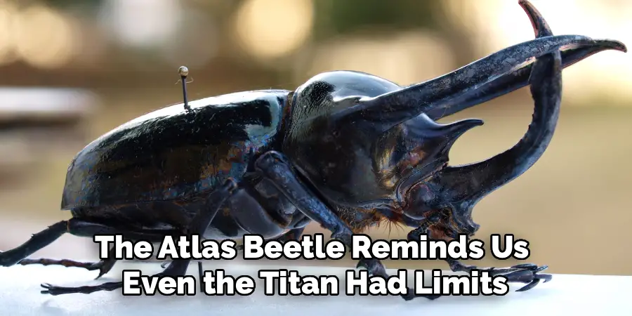The Atlas Beetle Reminds Us
Even the Titan Had Limits