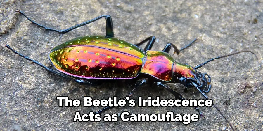 The Beetle’s Iridescence
Acts as Camouflage