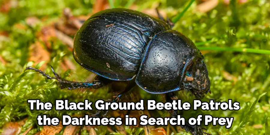 The Black Ground Beetle Patrols
the Darkness in Search of Prey