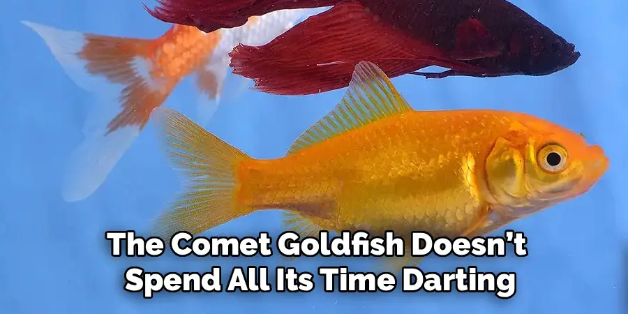 The Comet Goldfish Doesn’t
Spend All Its Time Darting