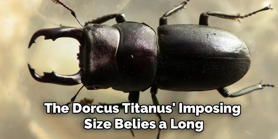 The Dorcus Titanus' Imposing
 Size Belies a Long
