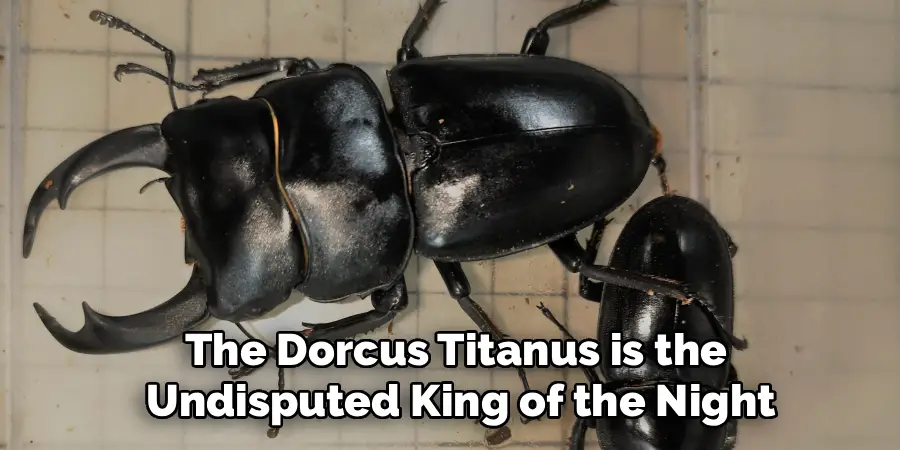 The Dorcus Titanus is the 
Undisputed King of the Night