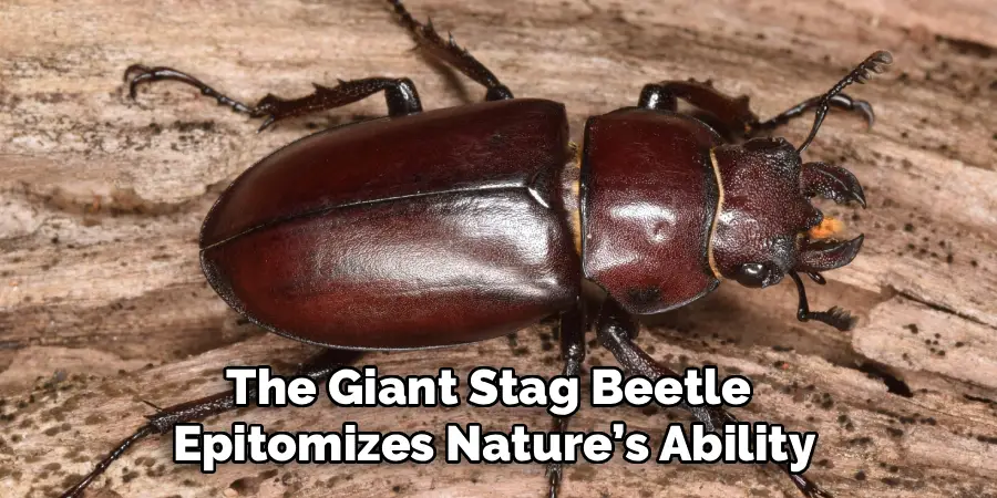 The Giant Stag Beetle 
Epitomizes Nature’s Ability