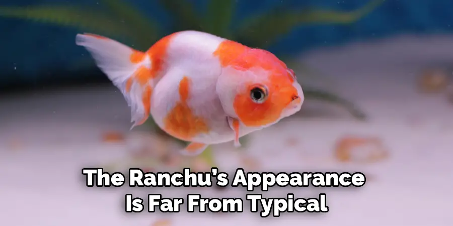 The Ranchu’s Appearance
Is Far From Typical