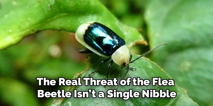 The Real Threat of the Flea
 Beetle Isn’t a Single Nibble