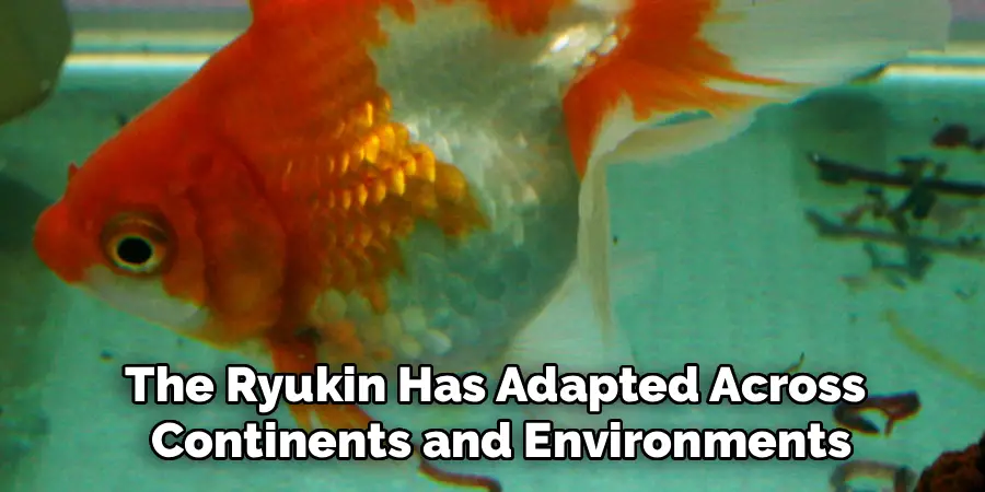 The Ryukin Has Adapted Across
 Continents and Environments