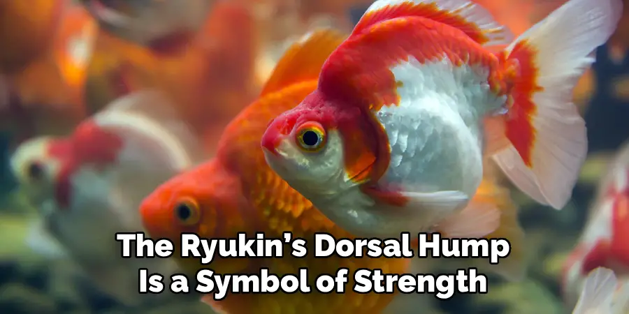 The Ryukin’s Dorsal Hump 
Is a Symbol of Strength 
